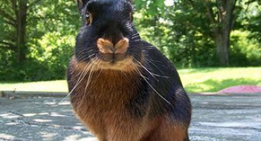 Černohnědý králík: chlouba domácího chovu